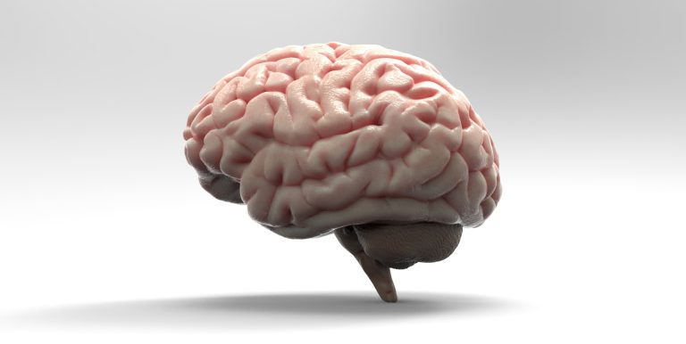 Cinco etapas del cerebro